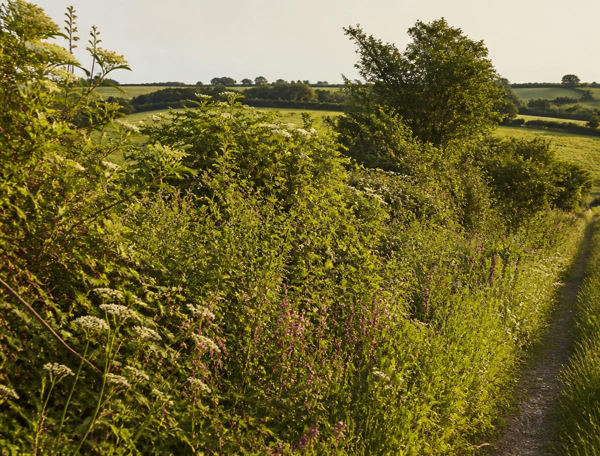 Landschaft mit hohen, dichten, natürlichen Hecken zwischen grünen Feldern im warmen Licht