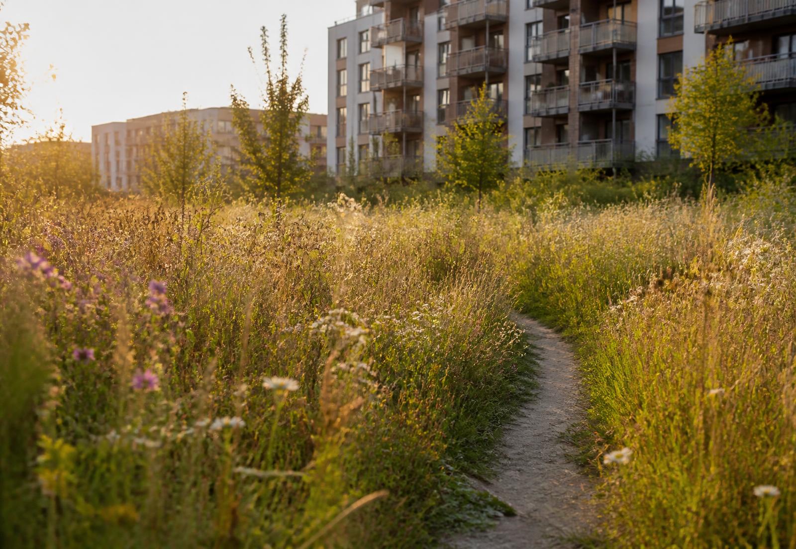 Wilde Blumenwiese mit Trampelpfad vor Wohnhäusern im Abendlicht